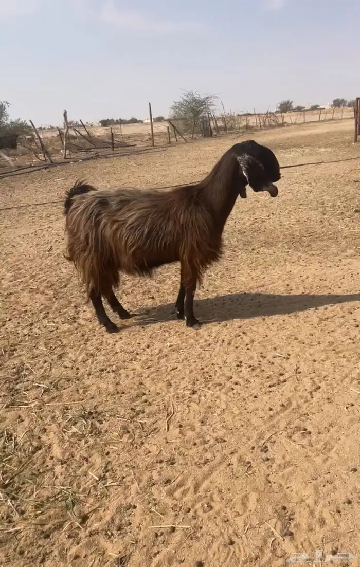 عنز قبرصيه 0