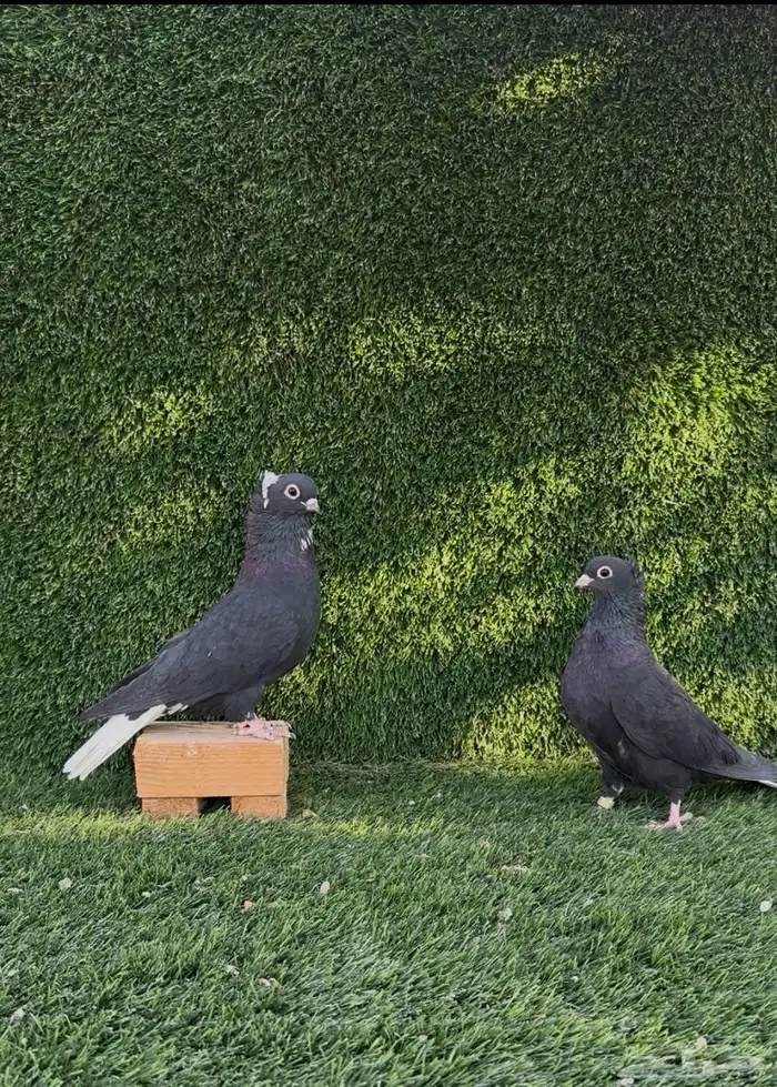 قنادي كوري 1