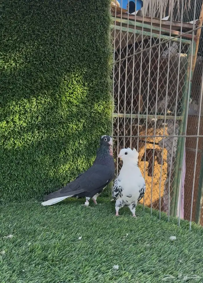 قنادي كوري 3