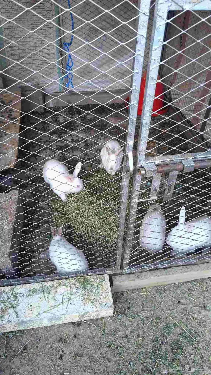 ارناب فرنسي 0