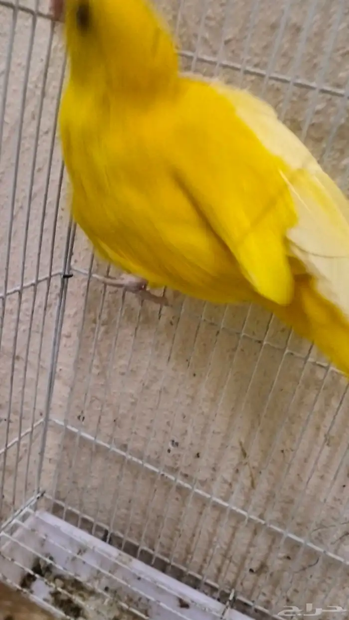 درة صفرة عيون حمر 2