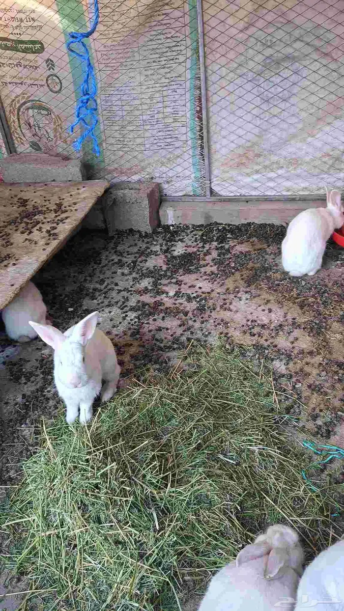 ارناب فرنسي 2