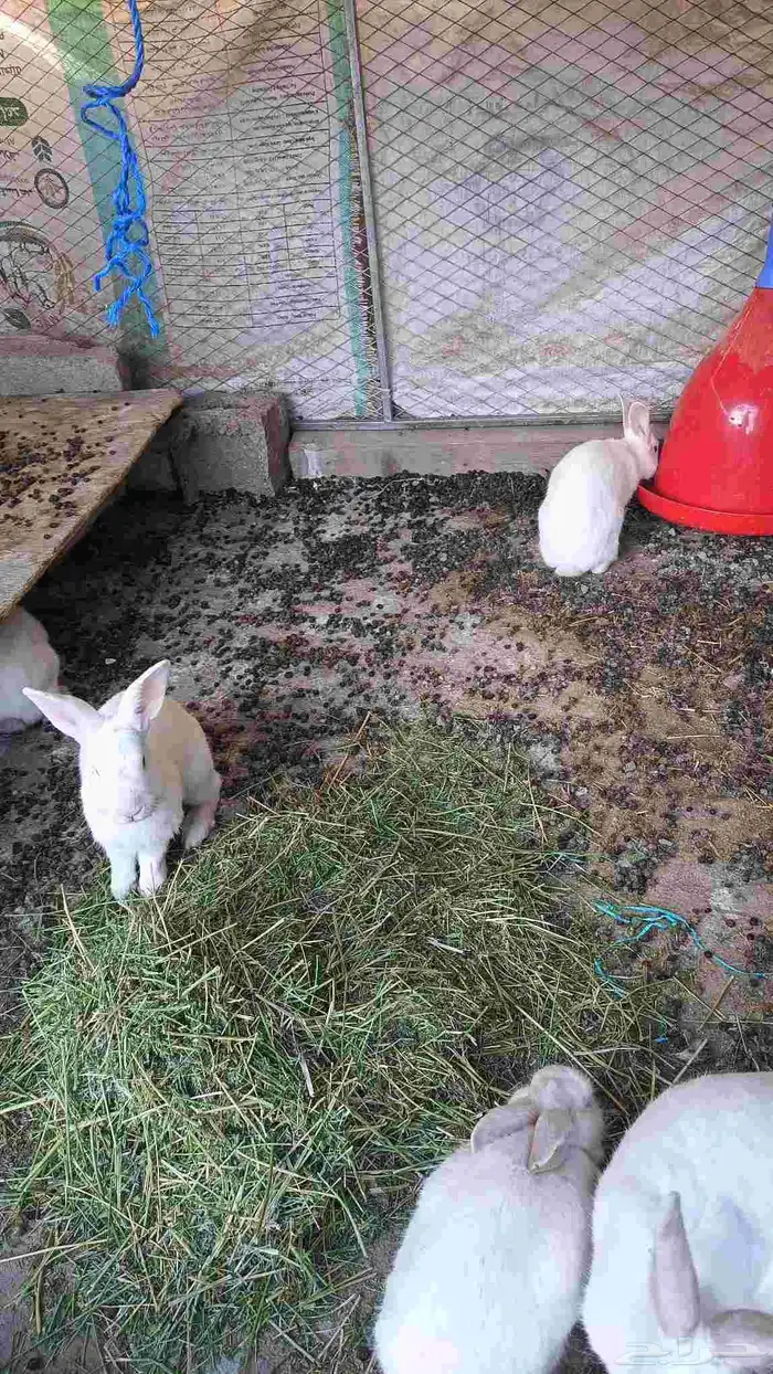 ارناب فرنسي 5