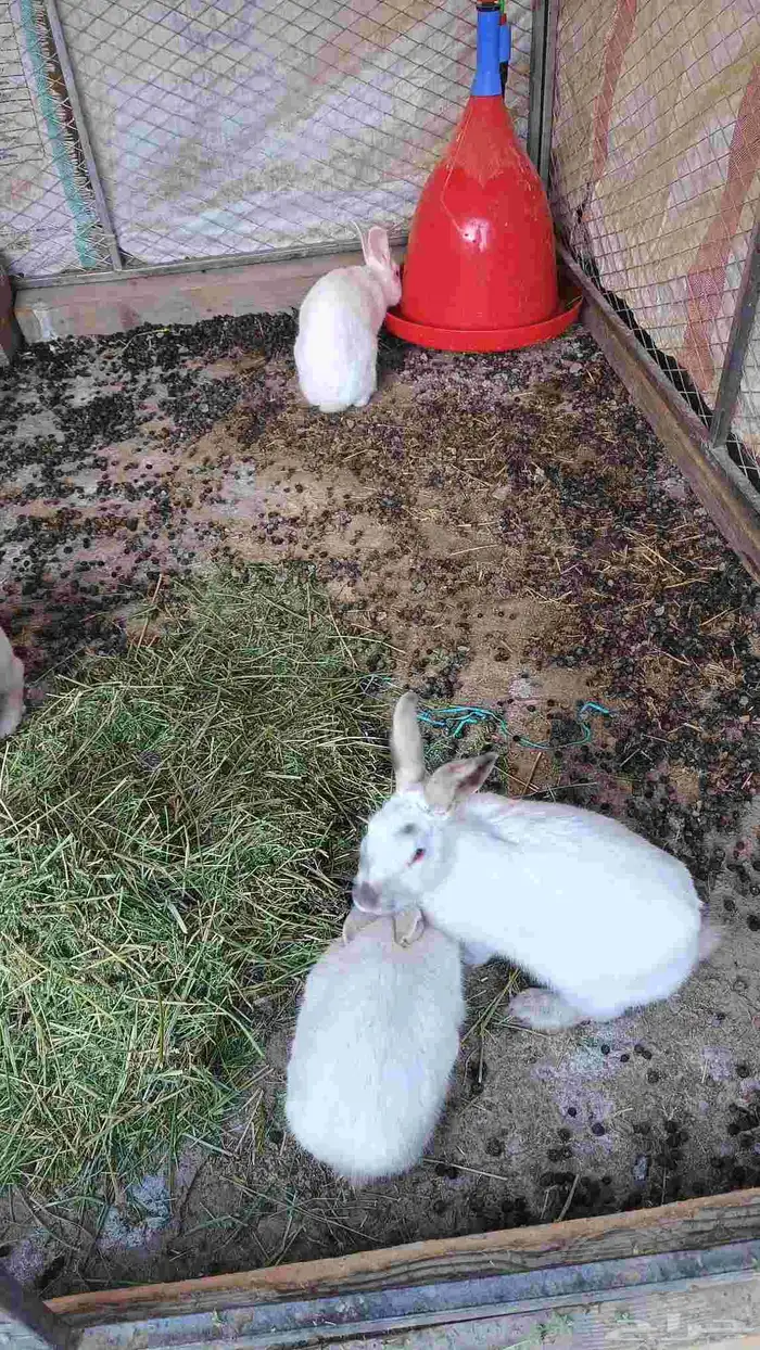 ارناب فرنسي 1