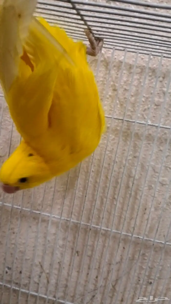 درة صفرة عيون حمر 0