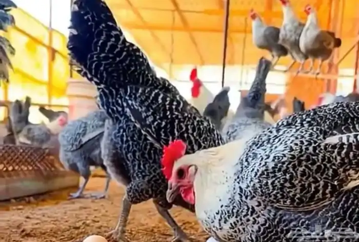 مطلوب دجاج فيومي وبلدي فاتح العدد 1000 من عمر 6 شهور 0