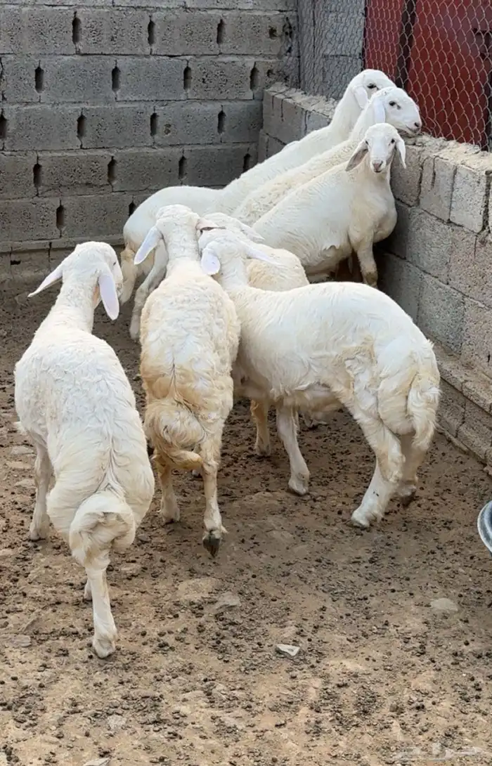 طليان عدد 8 1