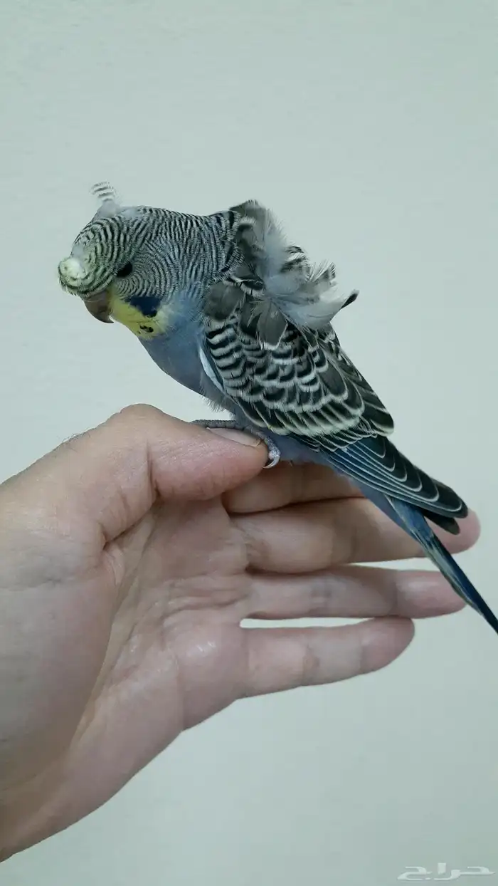 ذكر بادجي اليف هوقو وردات هدد داخلي 2