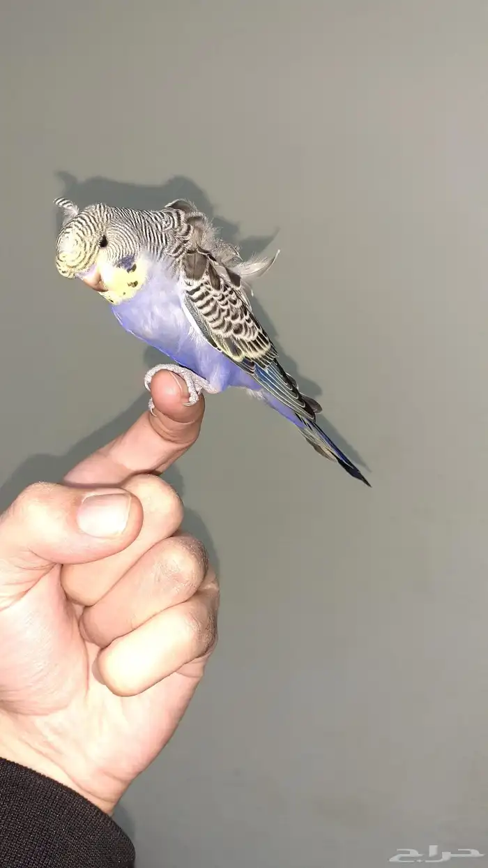 ذكر بادجي هوقو وردات اليف جدآ وهدد داخلي 1