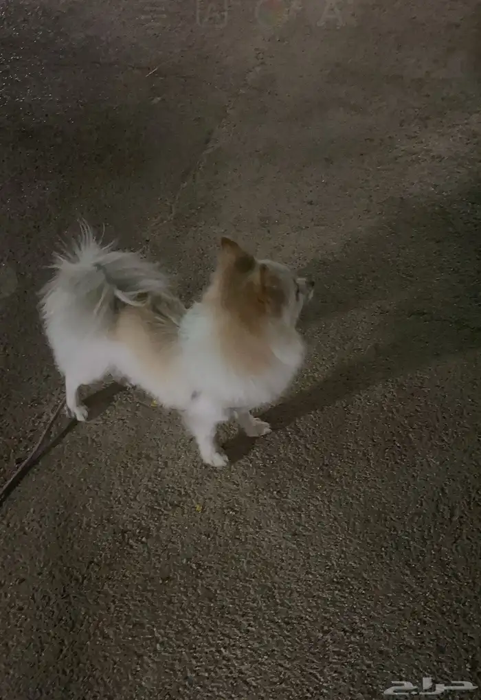 بومريميان للبيع 0