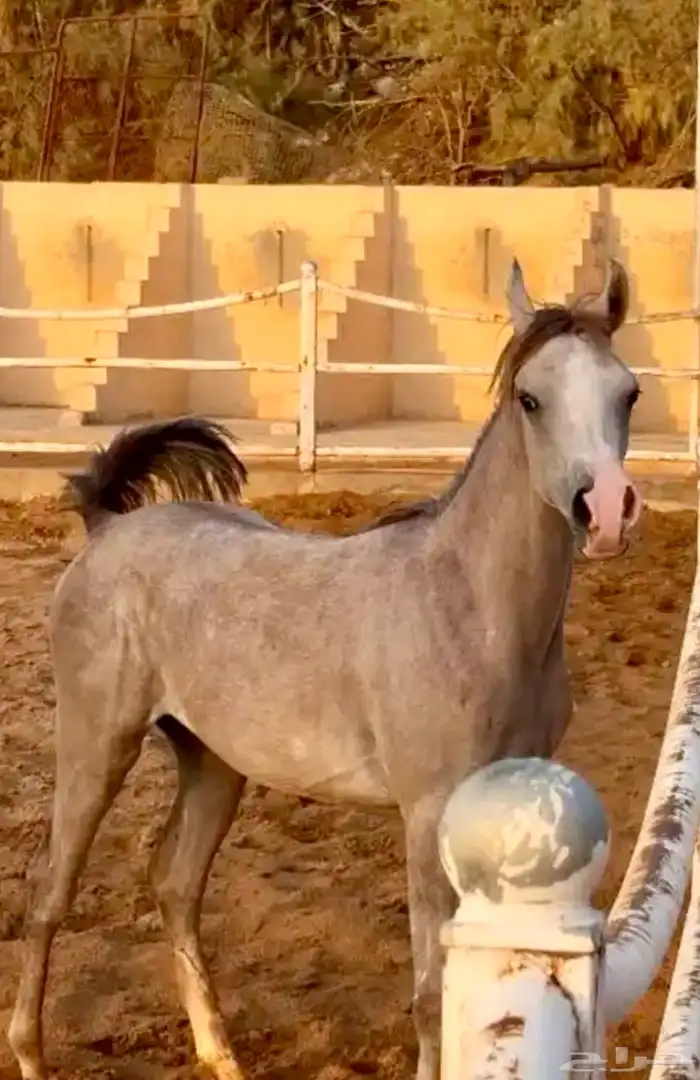 الفحل فيكتور الخالد متاح للتشبيه للواهو و الشعبي 18