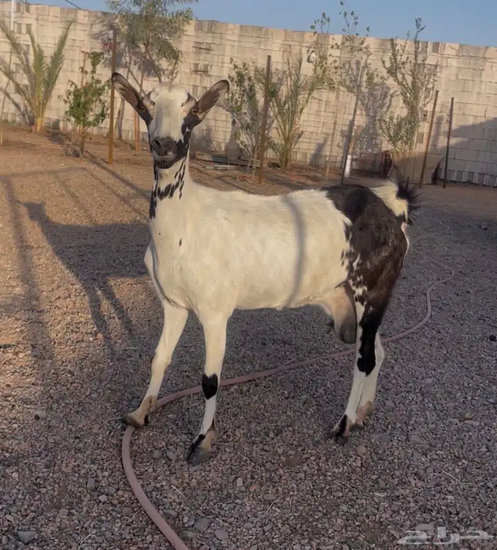 للبيع عنز جنوبيه والد 1