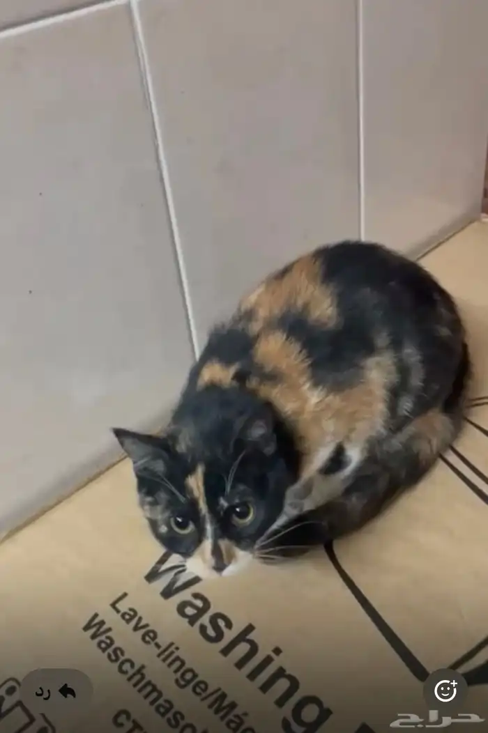 قطة للتبني 0