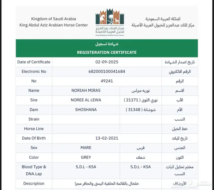 فرس مصرية للبيع 5