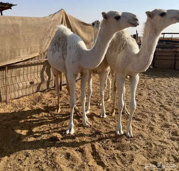 قعدان للبيع العدد 4 1