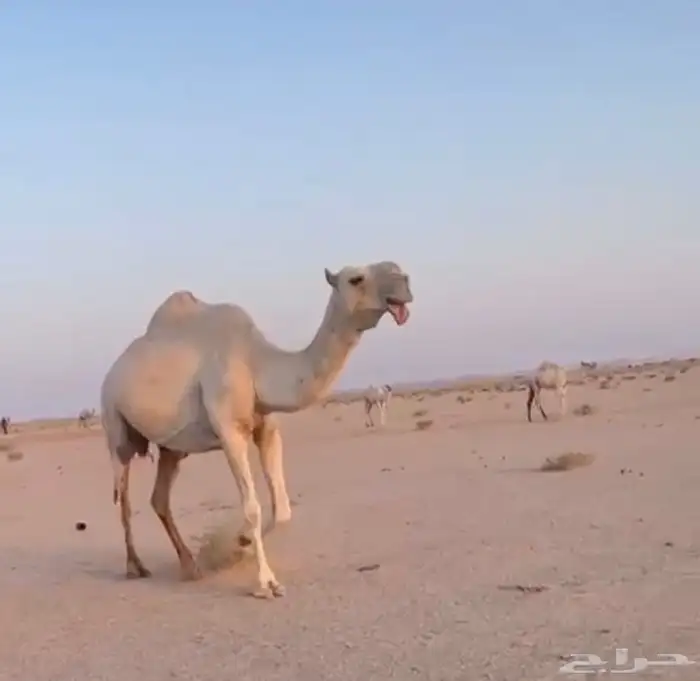 للبيع العشرا المنتج البيع بدون بنتها 0