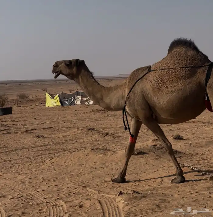 عشراء صفرا تحتها بكره 2