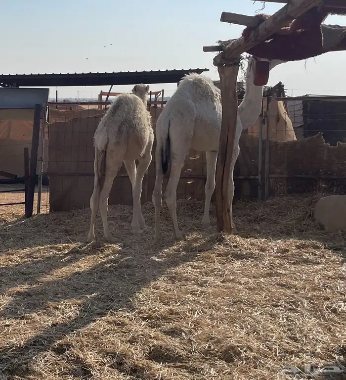 قعدان للبيع العدد 4 3