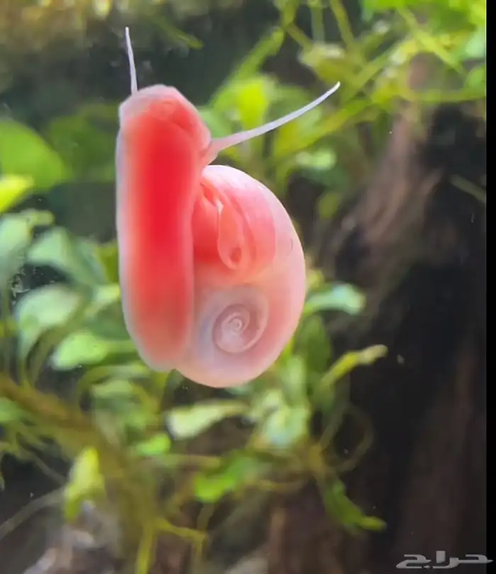 حلزون رامشون 0