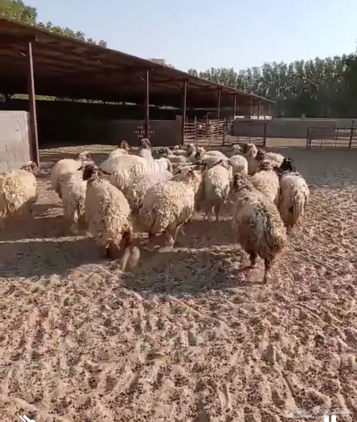 غنم نعيمي للبيع 5