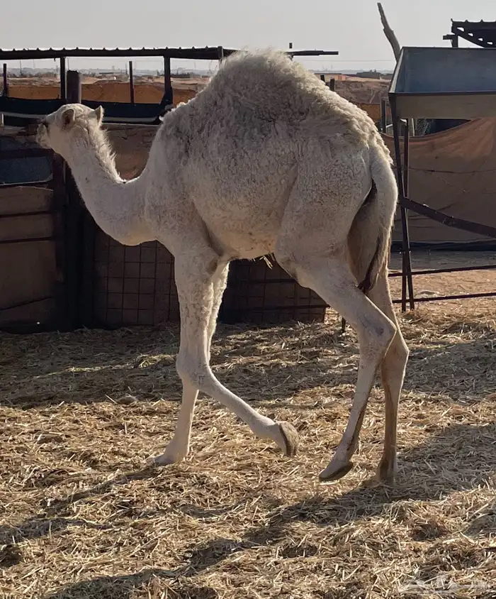 قعدان للبيع العدد 4 0