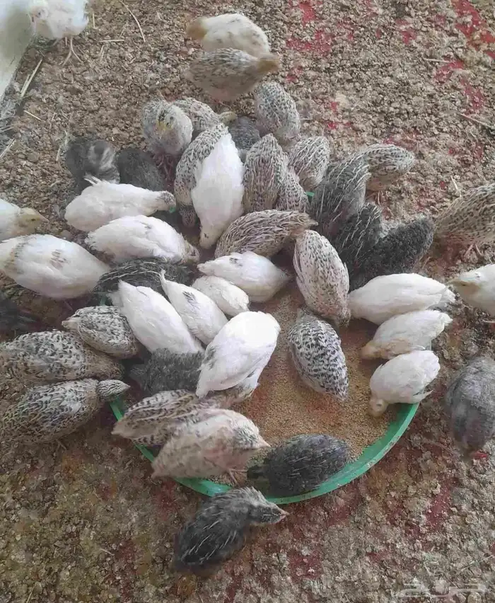 طيور سمان العمر شهر وثلاث ايام 0