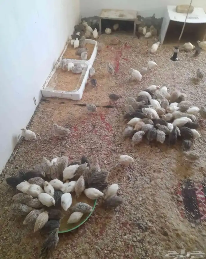 طيور سمان العمر شهر وثلاث ايام 1