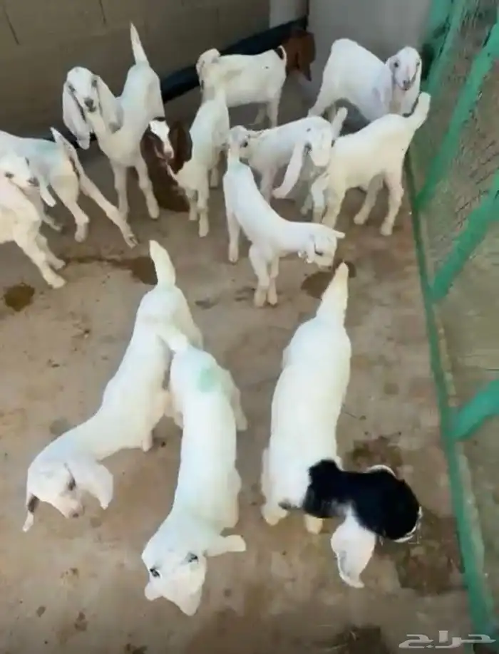 غنم فاخره جدا ماعز 1