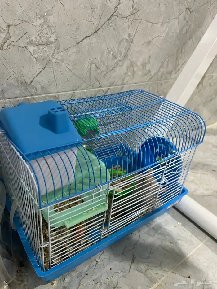 هامستر سوري 5