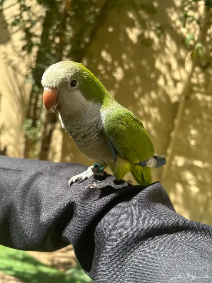 طيور وببغوات اليفه جدا ومتكلمه 4