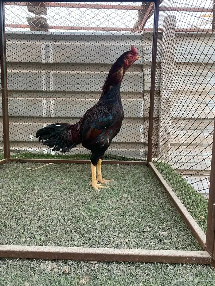 للبيع ديك تركي مستوى وجرم 0