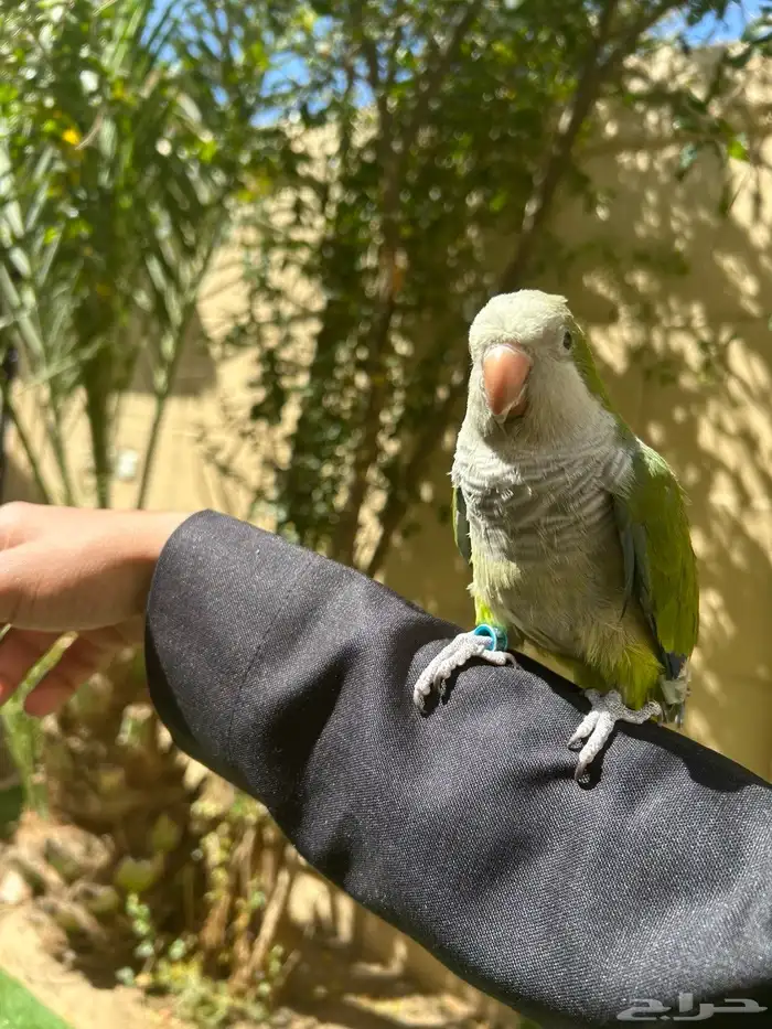 طيور وببغوات اليفه جدا ومتكلمه 2