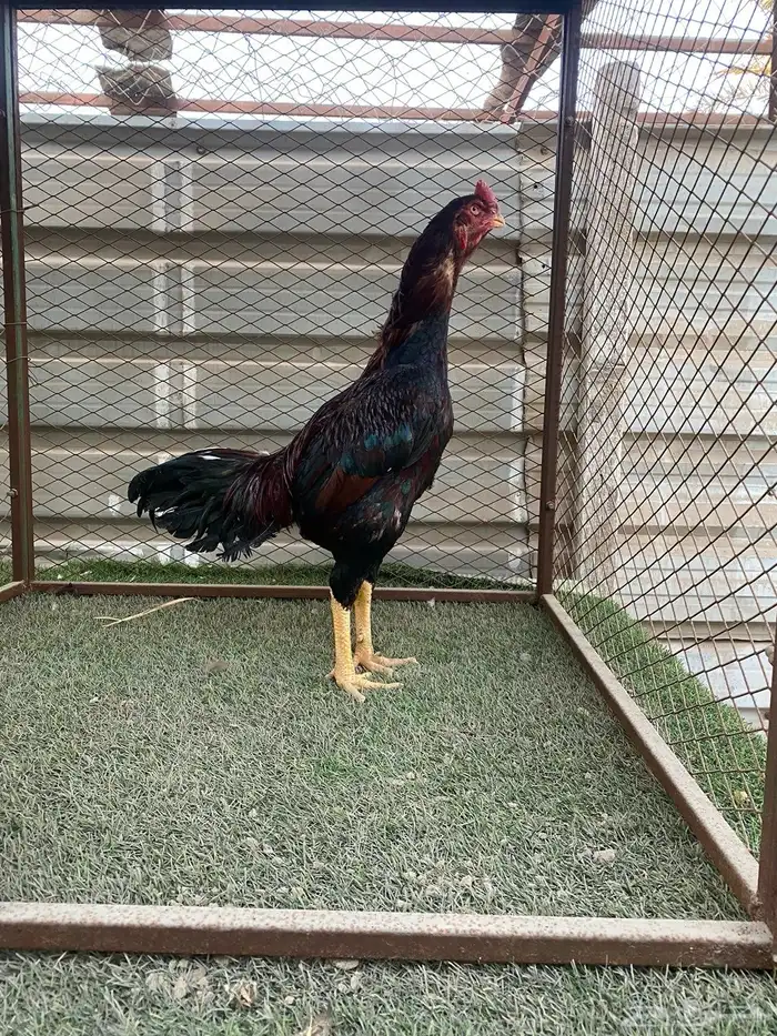 للبيع ديك تركي مستوى وجرم 1