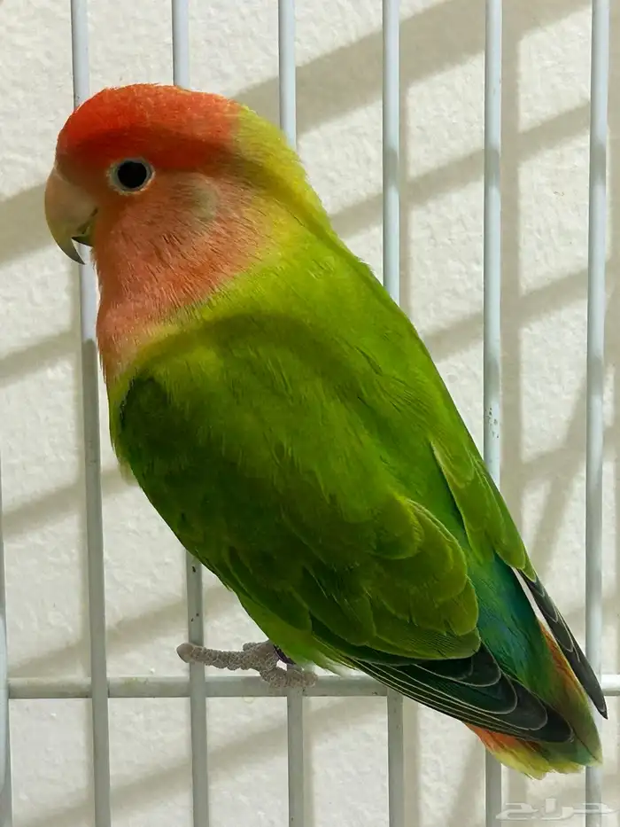 استقبال طيور للتبني 4