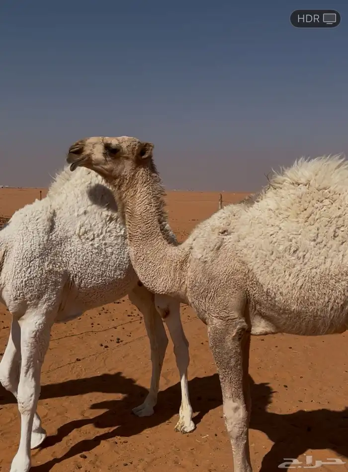 حيسونيه مفروده على جميع الشروط الموقع في المزاين 0