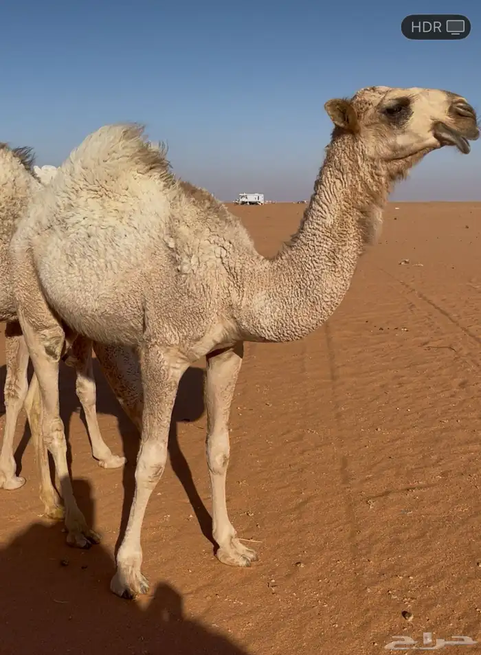 حيسونيه مفروده على جميع الشروط الموقع في المزاين 1