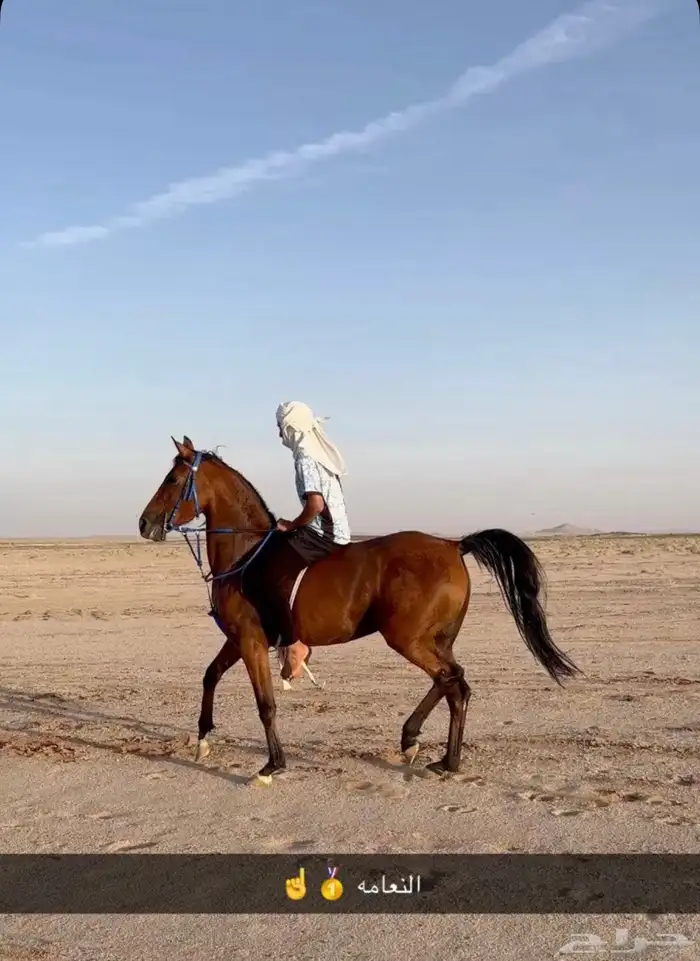 فرس شعبيه طرب 1