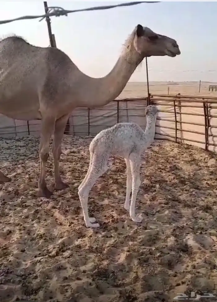 خلفه تحتها بكره وضحى للبيع 0