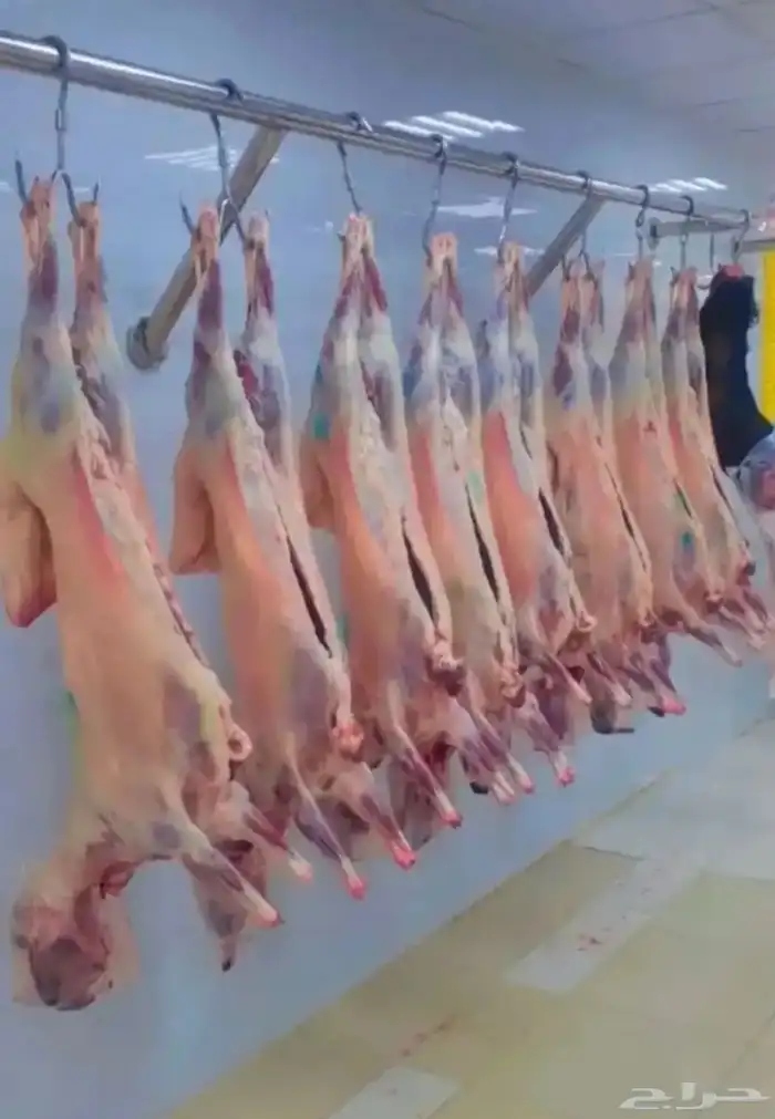 ذبايح حري نعيم تيس توصيل الي حد البيت والمطابخ يوجد تمارى 1