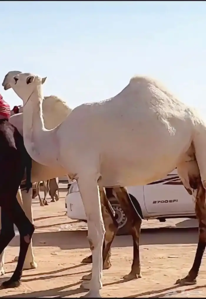 بكار وضح رمانيات ضرايب وحده ثنيه وحده جذعه 0