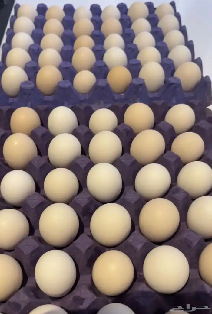 بيض بلدي تبوك 0