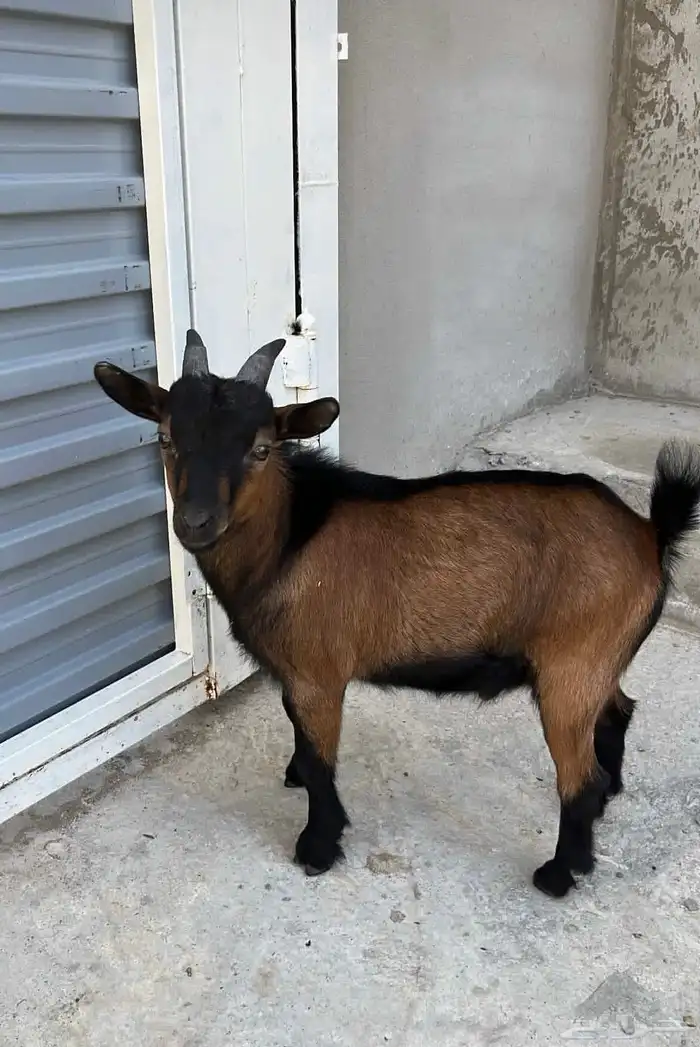 ماعز قزم الصحه عال العال ماشاء الله تبارك الرحمن لعوب اليف 0