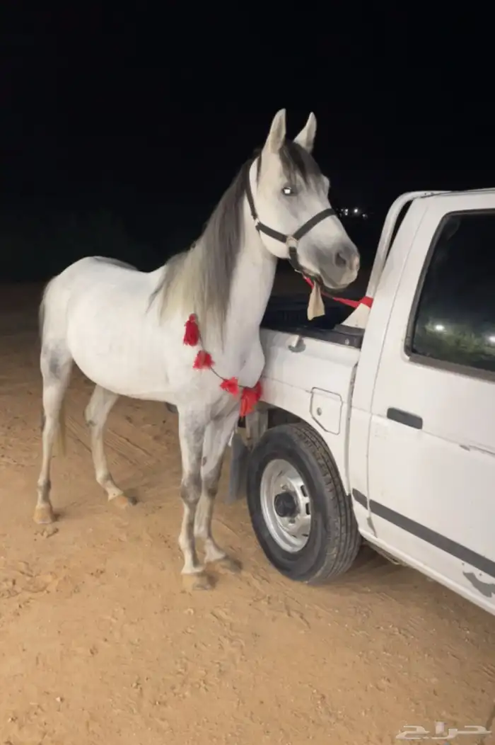 حصان معسوف 5