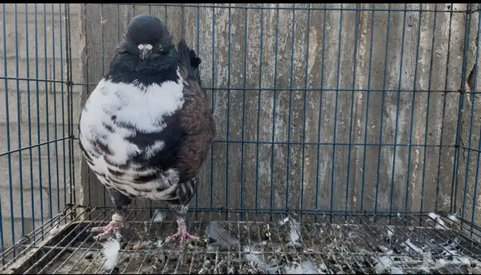 للبيع ذكر حمام مودينا 1