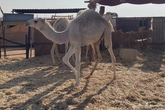 قعدان للبيع العدد 4 4