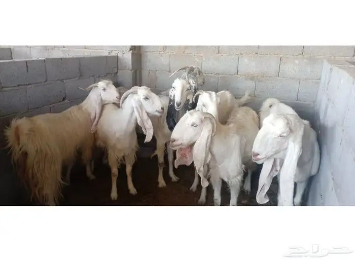 معزا مراح مشاريك ومطور 1