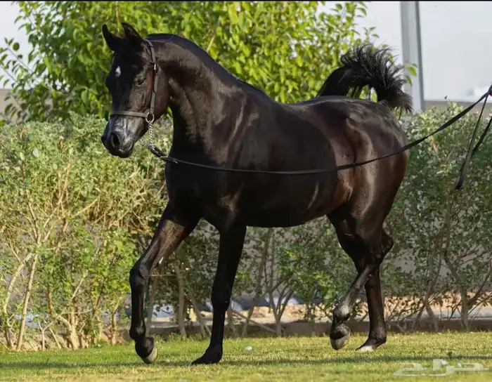 للبيع فرس شعبي لقاح 0