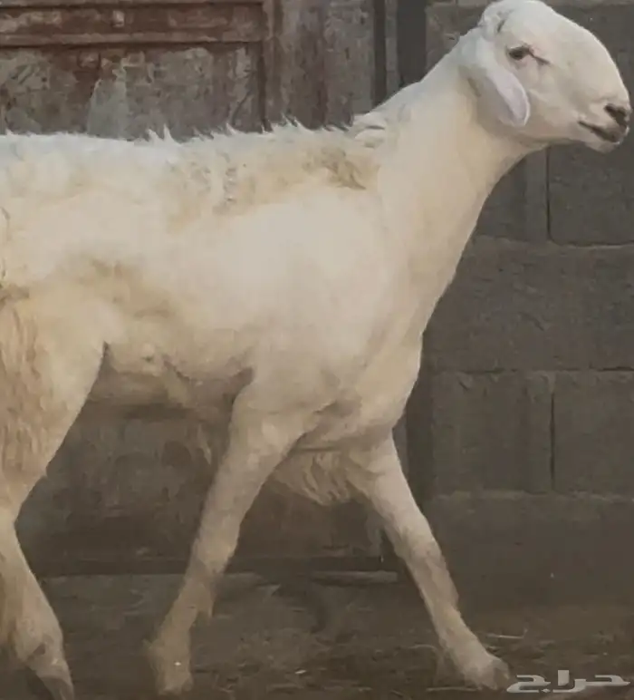 فحل نادر من اندر فحول الساحة 5