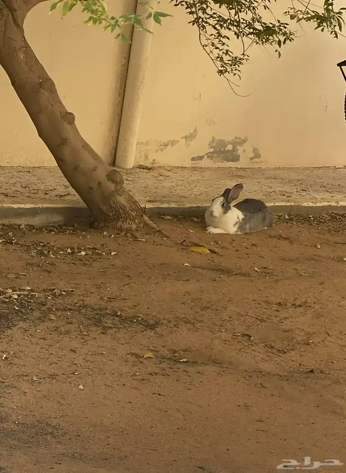 ارنب للبيع 1