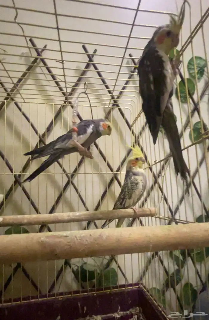 ثلاث طيور كروان للببع 2